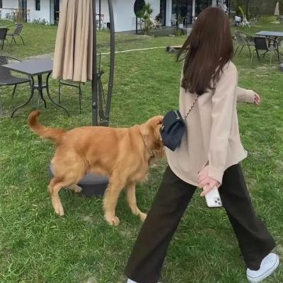 出墙花